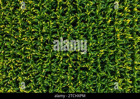 Foto aerea a bassa quota di file di piante di mais. Background agricolo Foto Stock