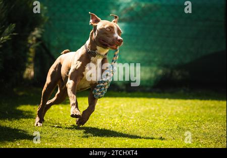 Cane che corre nel cortile, amstaff terrier con corda giocattolo corre verso la macchina fotografica. Tema cane attivo Foto Stock