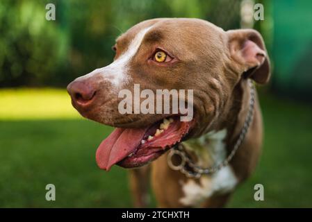 Primo piano della testa del giovane cane Amstaff su sfondo verde nel giardino estivo. Tema Pitbull Foto Stock