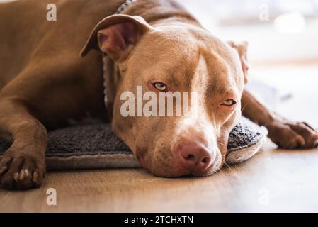 Cane sdraiato sul pavimento di legno al chiuso, terrier marrone amstaff riposante con grandi occhi tristi. Sfondo cane Foto Stock
