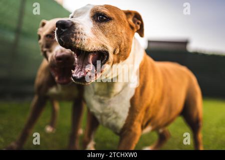 Due cani amstaff terrier che giocano sull'erba all'aperto. Divertimento per cani giovani e vecchi nel cortile. Tema canino Foto Stock