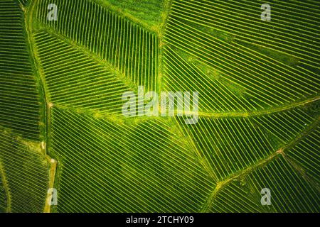 Vista aerea sui filari di vigne della Stiria meridionale, Austria. Paesaggi come la Toscana Foto Stock