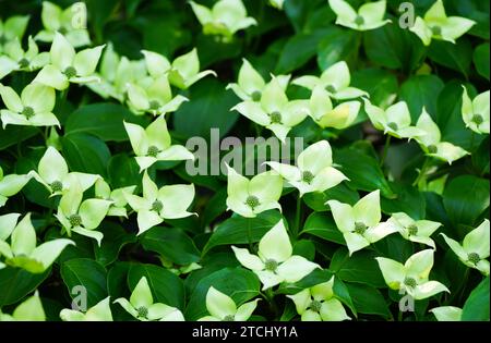 Fiori luminosi di legno di cane. Primo piano dell'impianto di fioritura. Cornus. Foto Stock