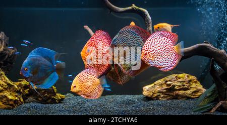 Pesci colorati delle spieci discus (Symphysodon) in acquario. Primo piano dei pesci adulti Foto Stock