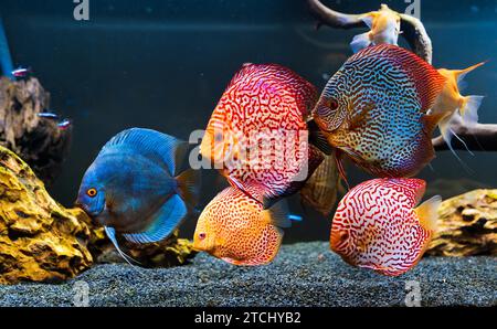 Pesci colorati delle spieci discus (Symphysodon) in acquario. Primo piano dei pesci adulti Foto Stock
