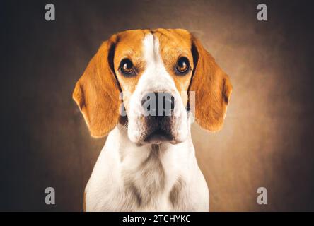 Bellissimo colpo alla testa di un cane beagle isolato su sfondo marrone scuro. Cane tricolore maschile Foto Stock