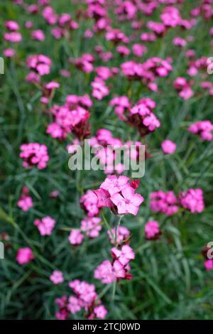 Dianthus carthusianorum, rosa tedesco, Dianthus clavatus, fiori di magenta rossastri in ammassi terminali, Foto Stock