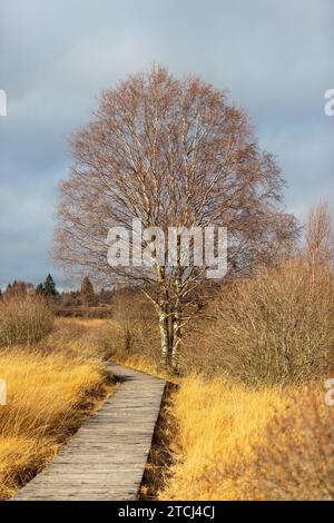 Boardwalk pensava alla brughiera delle galline alte in Belgio in autunno Foto Stock