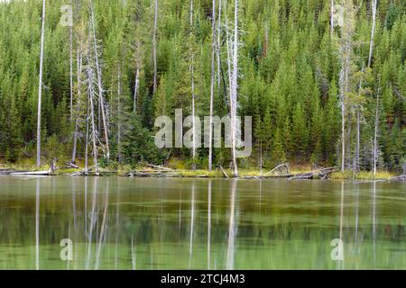 Riflessi di alcuni alberi morti in un lago di Yellowstone Foto Stock