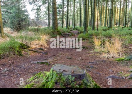 Sentiero attraverso la foresta delle alte galline in Belgio Foto Stock