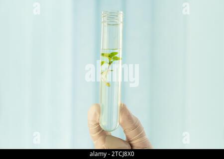 Primo piano di uno scienziato maschile irriconoscibile che lavora con provette per test e campioni di piante durante esperimenti in laboratori di biotecnologia. studiare le piante in t Foto Stock