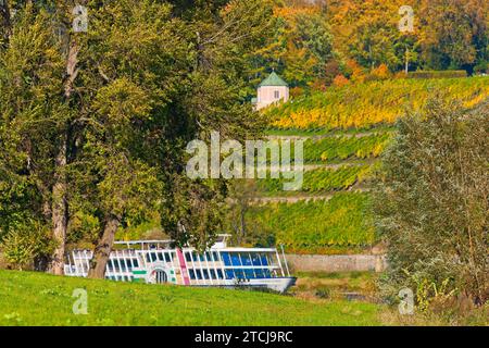 Il vigneto di Dinglinger sul versante dell'Elba Foto Stock