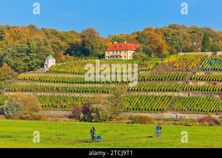 Il vigneto di Dinglinger sul versante dell'Elba Foto Stock