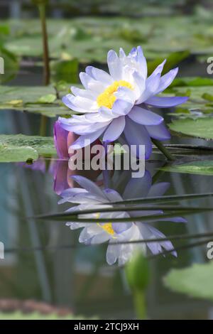 Ninfea australiana o ninfea gigantea con riflessi sull'acqua. Foto Stock