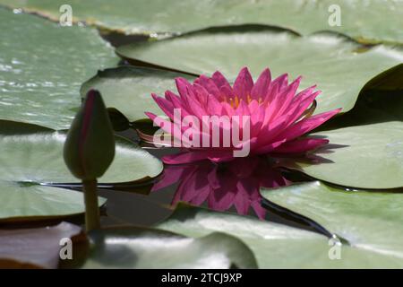 Ninfea australiana o ninfea gigantea con riflessi sull'acqua. Foto Stock
