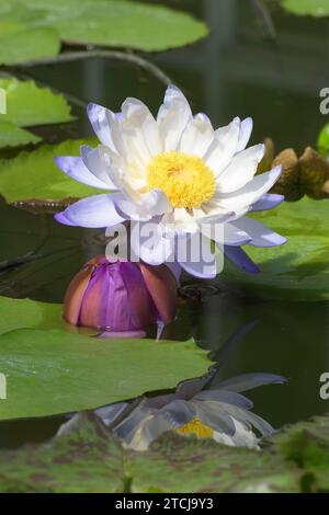 Ninfea australiana o ninfea gigantea con riflessi sull'acqua. Foto Stock