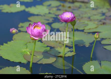 Ninfea australiana o ninfea gigantea con riflessi sull'acqua. Foto Stock