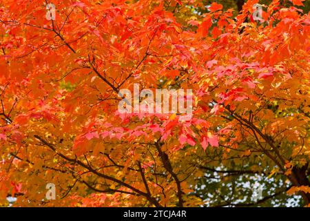 (Copyright © www.dresden fotografie.de) (Sylvio Dittrich) (+49 1772156417) Pillnitz Palace Park Foto Stock