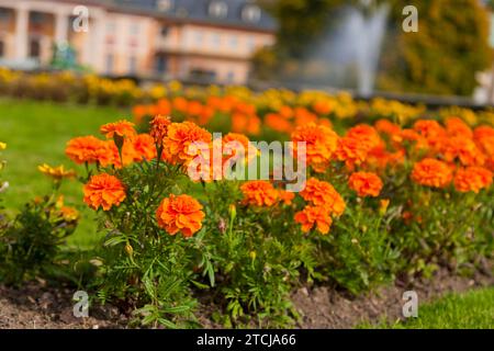 (Copyright C www.dresden fotografie.de) (Sylvio Dittrich) (+49 1772156417) Pillnitz Palace Park Foto Stock