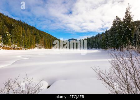 paesaggio montano boscoso d'inverno. freddo scenario del lago sinovyr nei boschi di abeti dei carpazi in una mattinata di sole. nuvole sul cielo blu brillante Foto Stock