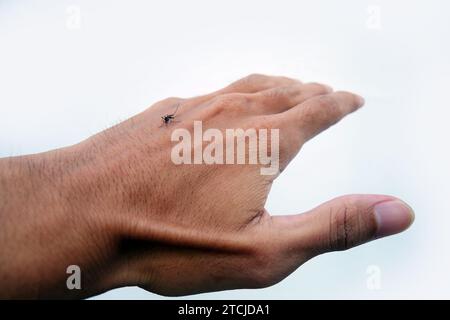 La mano di un uomo asiatico dai morsi di zanzare. Le zanzare bevono sangue sul braccio. Foto Stock