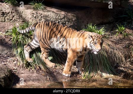 Le giovani tigri hanno un cappotto di pelliccia dorata con strisce scure, la tigre è il più grande gatto selvatico del mondo. Le tigri sono potenti cacciatori con denti affilati Foto Stock