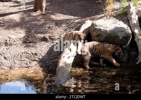 Le giovani tigri hanno un cappotto di pelliccia dorata con strisce scure, la tigre è il più grande gatto selvatico del mondo. Le tigri sono potenti cacciatori con denti affilati Foto Stock