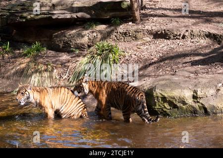 Le giovani tigri hanno un cappotto di pelliccia dorata con strisce scure, la tigre è il più grande gatto selvatico del mondo. Le tigri sono potenti cacciatori con denti affilati Foto Stock