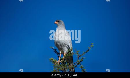 Pallido cantando Goshawk (Melierax canorus) Kgalagadi Transfrontier Park, Sudafrica Foto Stock