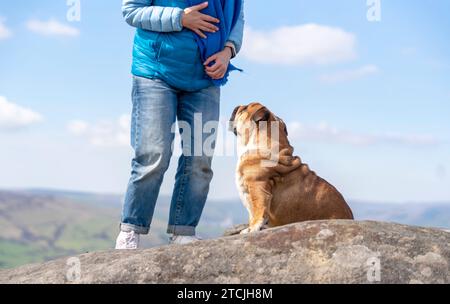 Una donna felice con i bulldog inglesi in cima alla montagna al Peak District nelle calde giornate di sole. Addestramento dei cani. Concetto di tempo libero Foto Stock