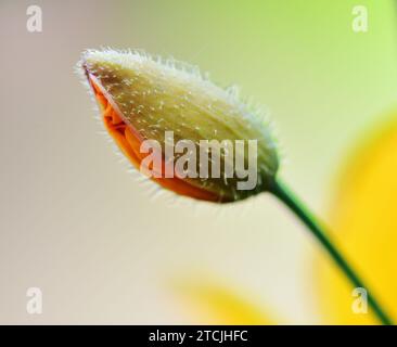 Primo piano della testa di fiori in dubio Yellow Papaver Foto Stock