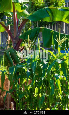 Coltivare piante di mais e un albero di banana di Dacca rossa in un orto australiano Foto Stock