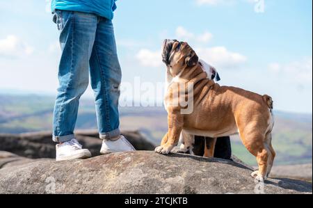 Una donna felice con i bulldog inglesi in cima alla montagna al Peak District nelle calde giornate di sole. Addestramento dei cani. Concetto di tempo libero Foto Stock