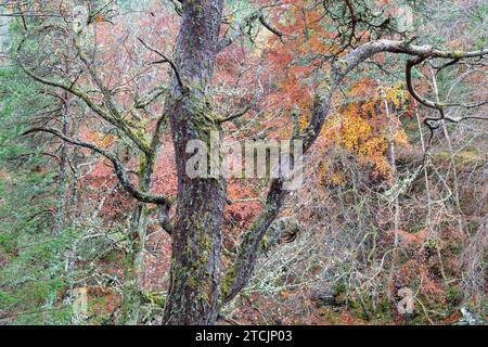 Fine autunno pino scozzese sul fiume Findhorn a Randolph's Leap. Morayshire, Scozia Foto Stock