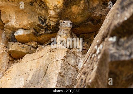 Kerodon rupestris roditore a Fernando de Noronha Foto Stock