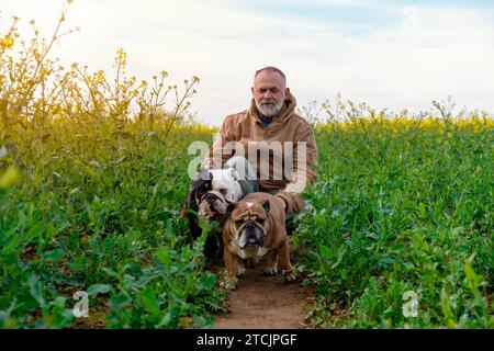 Un pensionato felice con i bulldog inglesi nel campo di colza, che va a fare una passeggiata il giorno primaverile sunnita. Addestramento dei cani. Tempo libero in pensione Foto Stock