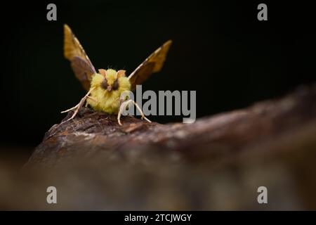Canary Shouldered Thorn Moth, Ennomos alniaria, seduta riposa su Un tronco, New Forest, Regno Unito Foto Stock
