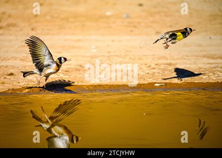 Goldfinch o Carduelis carduelis, riflesso in stagno dorato Foto Stock