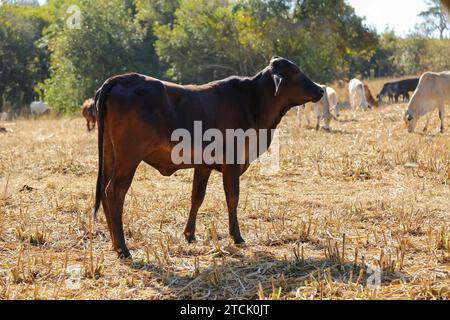 mucche e buoi in mandria sul prato asciutto. la mucca sta guardando fuori dal quadro. mandria di bovini Foto Stock