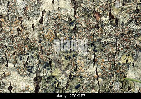 Lecanora chlarotea (apotecia marrone) e Lecidella elaeochroma (apotecia nera) sono due licheni che crescono sull'albero di brak. Questa foto è stata scattata a Mont Foto Stock