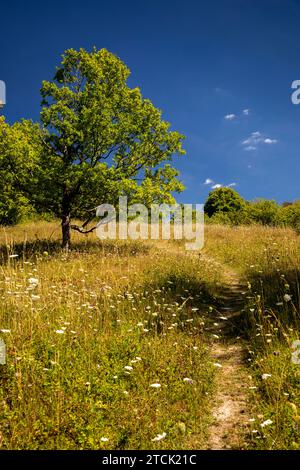 Regno Unito, Inghilterra, Buckinghamshire, High Wycombe, Hughenden Valley, riserva naturale di Prestwood, fiori selvatici su praterie di gesso Foto Stock