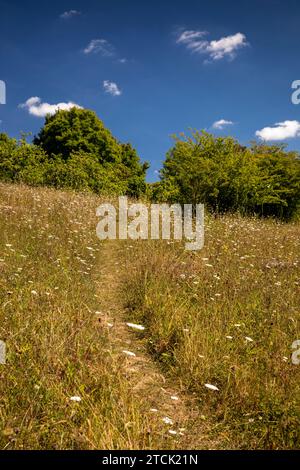 Regno Unito, Inghilterra, Buckinghamshire, High Wycombe, Hughenden Valley, riserva naturale di Prestwood, percorso tra fiori selvatici su praterie di gesso Foto Stock