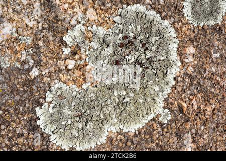 Xantoparmelia conspersa o Parmelia conspersa è un lichene foglioso che cresce su rocce silicee. Questa foto è stata scattata a la Albera, provincia di Girona, Foto Stock