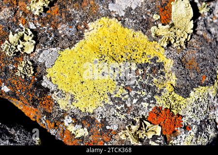 Acarospora hilaris è un lichene giallo crostacei che cresce su roccia vulcanica. Questa foto è stata scattata a Lanzarote, Isole Canarie, Spagna. Foto Stock