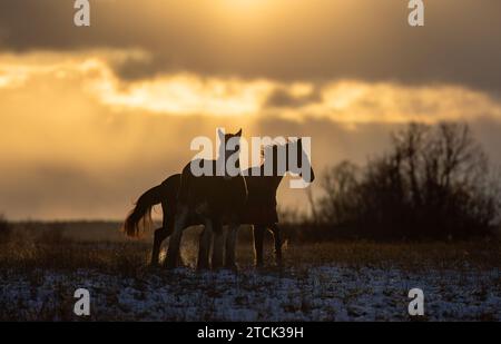 Le silhouette dei cavalli di Clydesdale si stagliano in un prato autunnale al tramonto Foto Stock