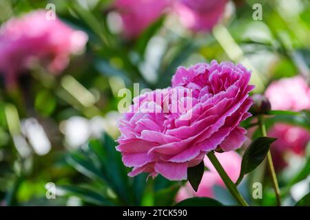 Paeonia lactiflora Auguste dessert, peony Auguste dessert, semi-doppio, fiori rosa-rosa, margini di petali rosa-argentati Foto Stock