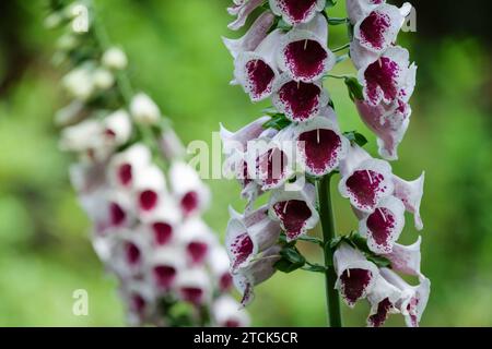 Digitalis purpurea 'Pam's Choice, guanto foxglove, fiori bianchi a forma di tromba, spolverati e lentigginati con maroon in gola Foto Stock