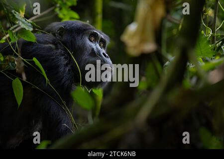 Gorilla di montagna femminile [Gorilla beringei beringei], Bwindi Impenetrable National Park, Uganda, Africa Foto Stock