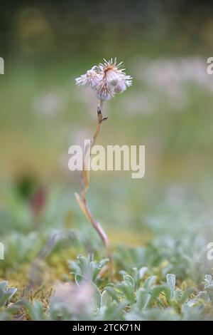 Mountain Everlasting, Antennaria dioica, nota anche come Catsfoot, Cat’s-Foot o Cudweed, pianta selvatica finlandese Foto Stock