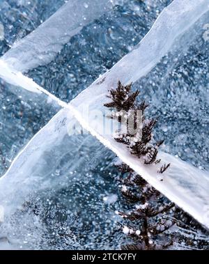 Alghe sotto ghiaccio trasparente. Fondo di ghiaccio naturale con bolle di metano, crepe e alghe. Superficie del lago Baikal. Foto Stock